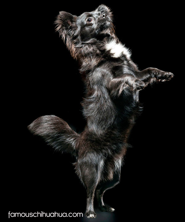 dancing chihuahua