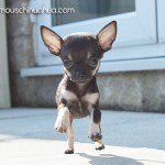 darcy chihuahua running