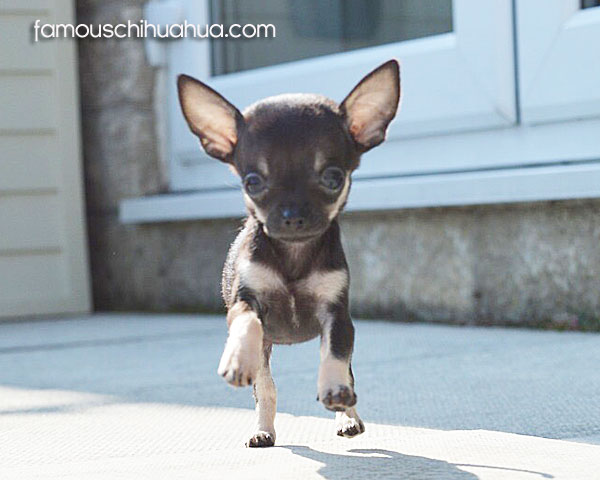 teacup chihuahua running
