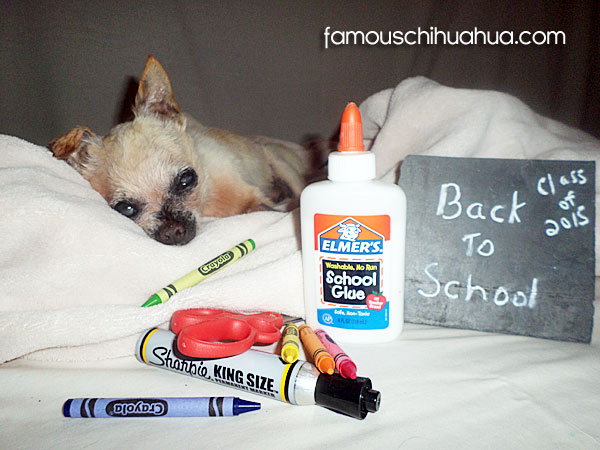 back to school chihuahua