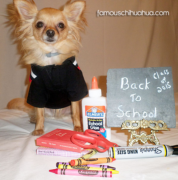 chihuahua back to school