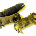 wiggles chihauhua siblings