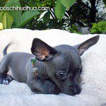 wiggles famous chihuahua