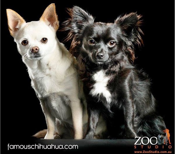 black and white chihuahua