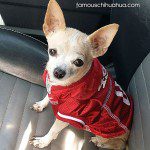 angel chihuahua fortyniners fan