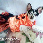 bella halloween chihuahua