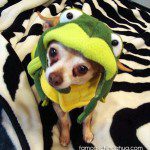chihuahua frog monster