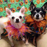 daisy reesi halloween chihuahuas