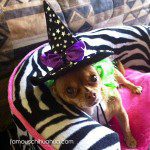 ginger chihuahua witch