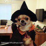 gnarly chihuahua witch