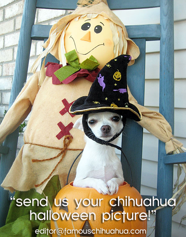chihuahuas dressed up for halloween