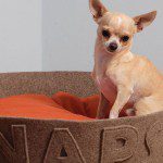 naps chihuahua dogbed