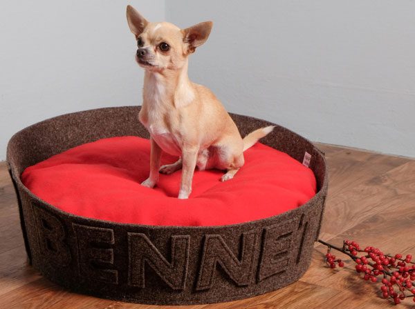 chihuahua on naps dogbed