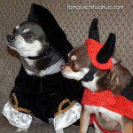 priate devil chihuahuas