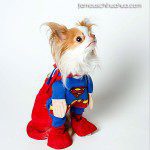 roux chihuahua superman