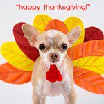 thxgiving chihuahua