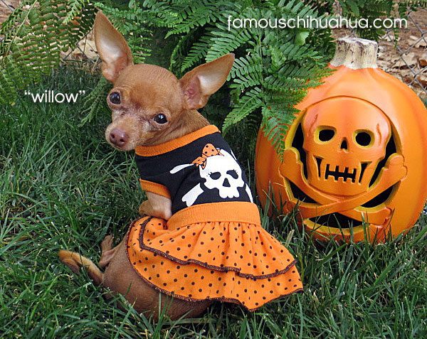 100 Hilarious Chihuahua Halloween Costumes at Famous Chihuahua!