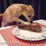 chihuahua eating turkey