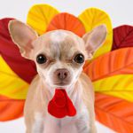 thanksgiving chihuahua turkey