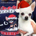 daisymae christmas chihuahua