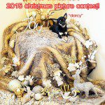 darcy xmas contest