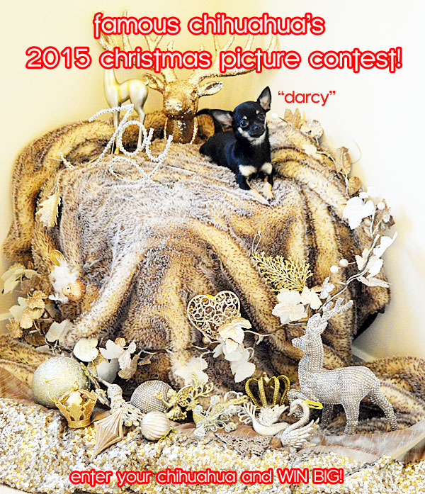 chihuahua christmas picture contest