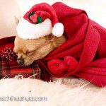 hermes christmas chihuahua2