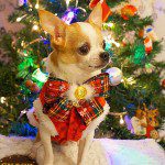 lincoln christmas chihuahua