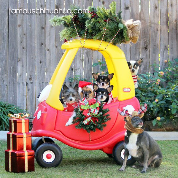 chihuahua family in car 