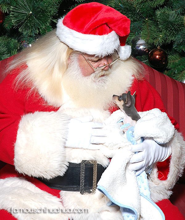 teacup blue chihuahua with santa