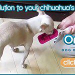 Chihuahua OraPup
