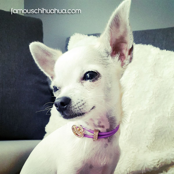 white short haired chihuahua puppy