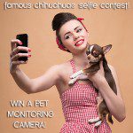 famouschihuahua selfie contest
