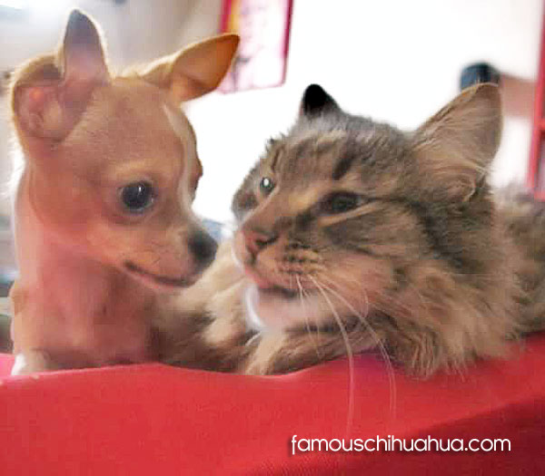 chihuahua hates cat
