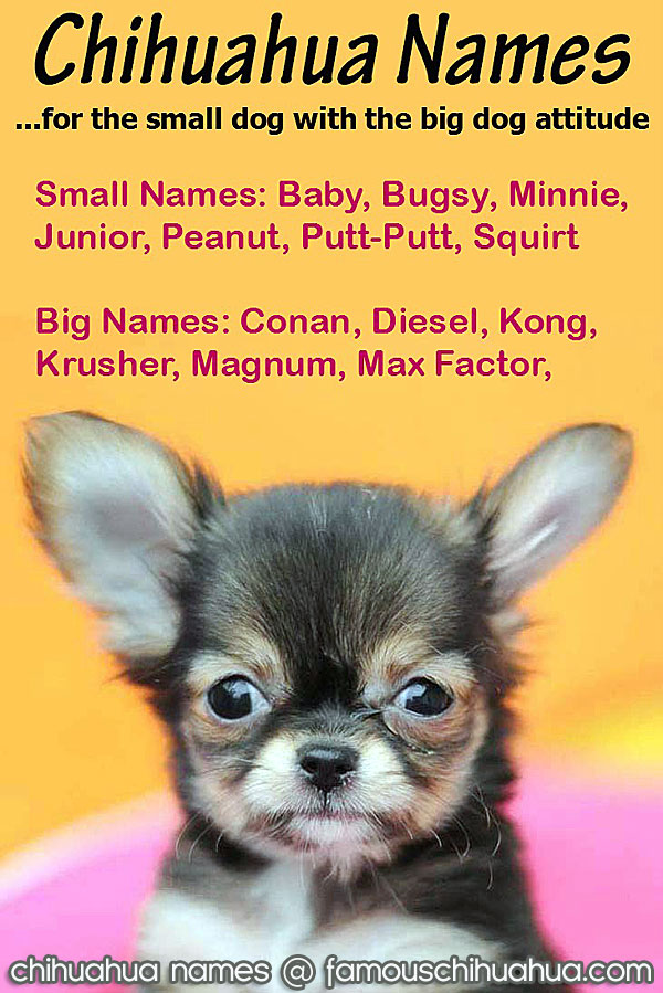chihuahua names
