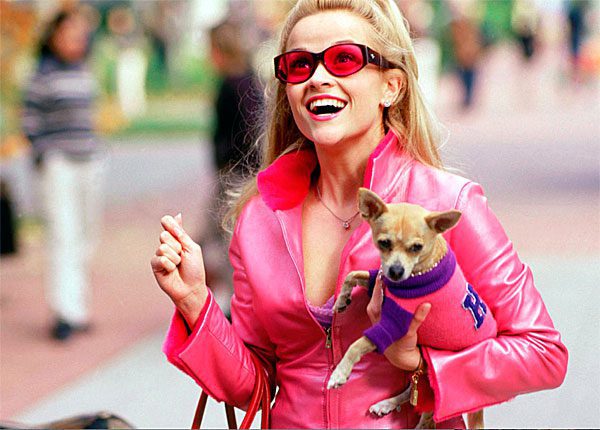 bruiser legally blonde chihuahua