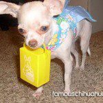 easter chihuahua18