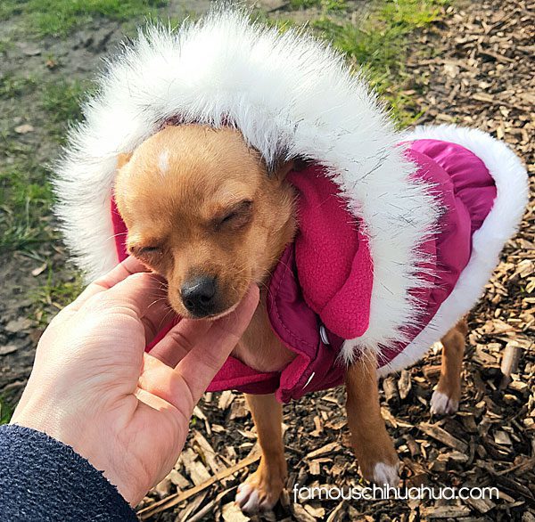 chihuahua pink ski parka