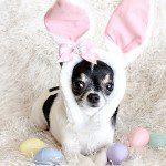 happy easter chihuahua