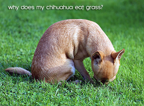 chihuahua eating grass