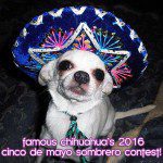 cinco sombrero chihuahua contest
