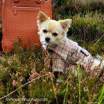 lady chelsea chihuahua