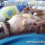 banjo chihuahua appreciation day