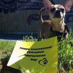 belle chihuahua appreciation day