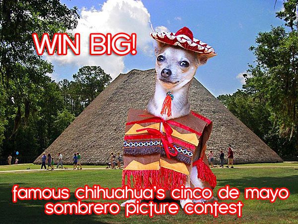 chihuhua sombrero contest