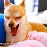dale famous chihuahua