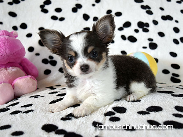 locng haired chihuahua puppy