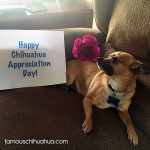 ginger chihauhua appreciation day