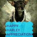 harley appreciation day3