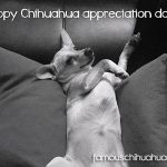 joie chihuahua appreciation day